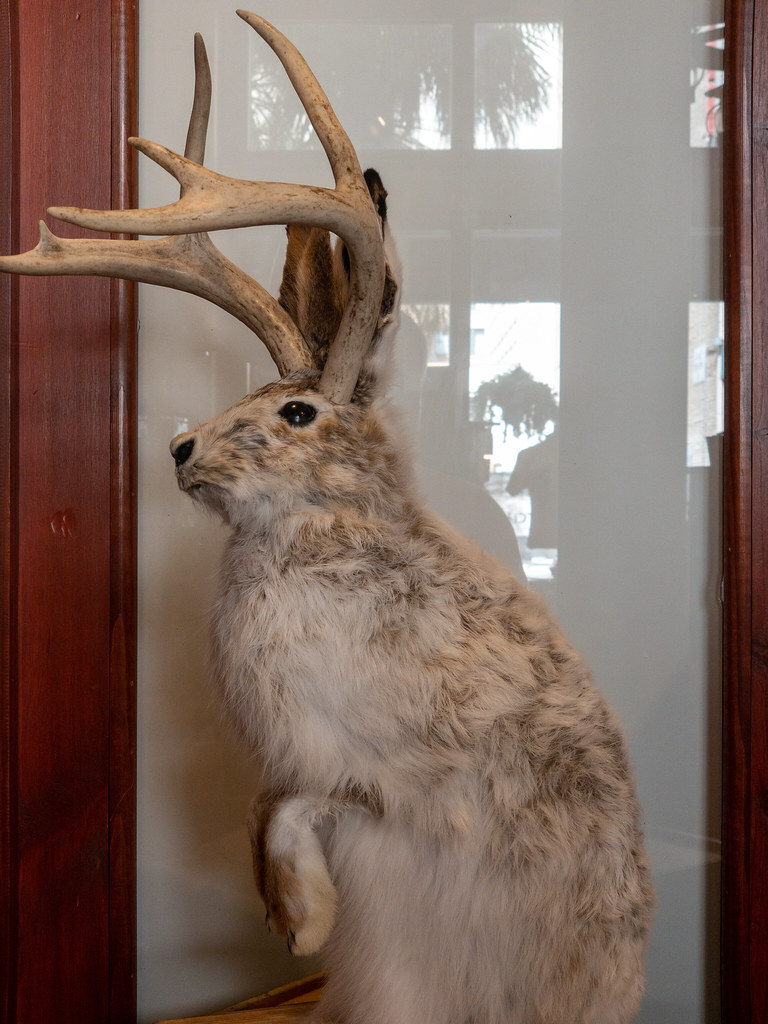 Jackalope